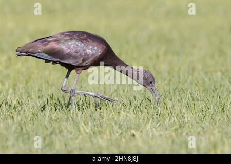 Glossy ibis, Morro Jable, Fuerteventura, Isole Canarie, gennaio 2022 Foto Stock