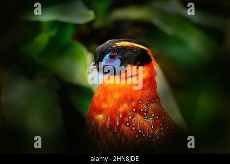 Tragopan di Temminck, Tragopan temminckii, ritratto di dettaglio di raro fagiano con testa nera, blu e arancione, uccello nell'habitat naturale, nascosto nella Foto Stock