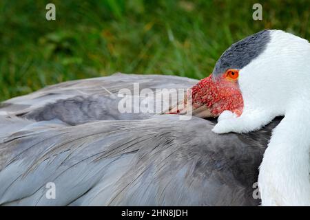 Gru Wattled, Grus carunculata, con testa rossa, fauna selvatica dal delta di Okavango, Moremi, Botswana. Grande uccello nell'habitat naturale, prato verde. Fauna selvatica Foto Stock