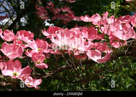 PRIMO PIANO DEI FIORI DELL'ALBERO DI DOGWOOD (CORNUS FLORIDA). Foto Stock