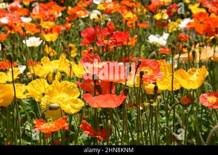 LETTO GIARDINO DI PAPAVERI D'ISLANDA (PAPAVER NUDICAULE) UN PERENNE DI VITA DURA MA BREVE. Foto Stock