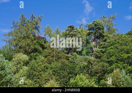 Looking up at treetops of lush mixed woodland on a steep hillside at Dunkeld, Perthshire, Scotland UK, with a backdrop of blue sky, late summer. Foto Stock