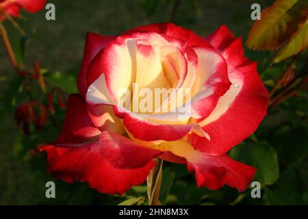 PRIMA VISTA DI UNA ROSA CREMA E ROSSA (ROSA) Foto Stock