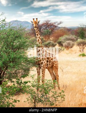 Giraffa giovane che cammina nel bush africano nel Parco Nazionale di Etosha, Namibia, Africa. Fotografia di fauna selvatica Foto Stock