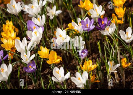 Primavera primi fiori. Croci di diversi colori, bianco, giallo, viola Foto Stock