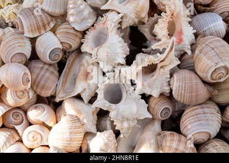 Motivo di sfondo estivo dalle conchiglie. Primo piano della shell. Oceano costa. Fondo conchiglie. Vista dall'alto. Foto Stock