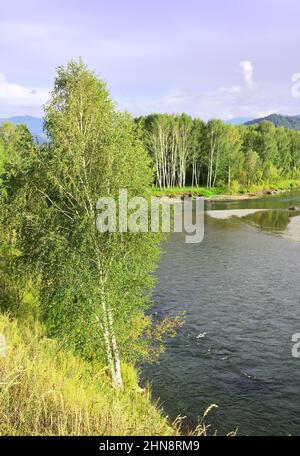 Betulla sul pendio della riva del fiume nei Monti Altai sotto il cielo blu. Siberia, Russia Foto Stock