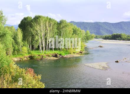 Boschetto di betulla sul pendio della riva del fiume nei Monti Altai sotto il cielo blu. Siberia, Russia Foto Stock