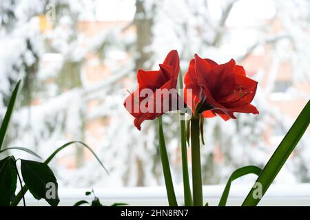 iperastrumenti rossi in fiore sulla finestra sullo sfondo di un paesaggio innevato Foto Stock