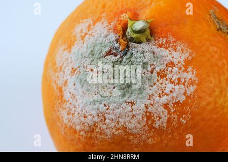 primo piano di un piccante paterino rovinato su sfondo neutro Foto Stock