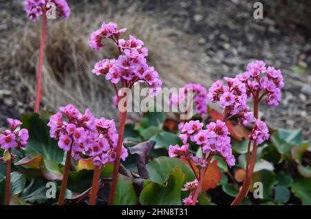 heartleaf bergenia, elefanti orecchie fiori, inghilterra Foto Stock