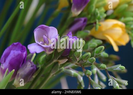 Fiore viola e giallo Freesia. Bouquet di freesias Foto Stock