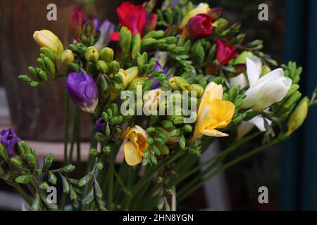 Fiore viola e giallo Freesia. Bouquet di freesias Foto Stock