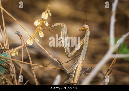 Mantis di preghiera marrone. (Mantis religiosa) Macro view. Foto Stock