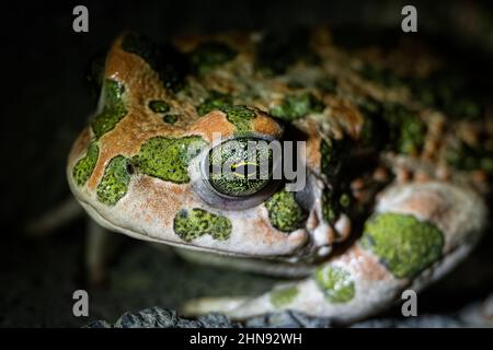 Rospo verde europeo (Bufotes viridis). Scatto macro. Foto Stock