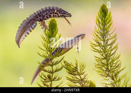 Comune newt (Lissotriton vulgaris) coppia maschile e femminile animale acquatico nuoto in acqua dolce habitat di stagno. Fauna selvatica scena subacquea di anfibi Foto Stock