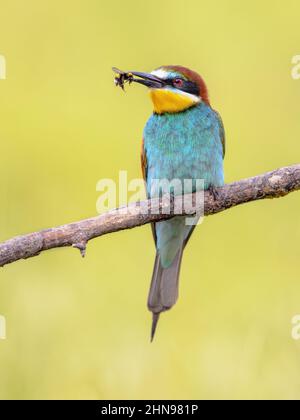 European Bee-Eater (Apiaster Merops) arroccato su Branch con l'ape in fattura vicino alla colonia di allevamento. Questo uccello allevia nell'Europa meridionale e in parti di nort Foto Stock