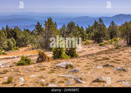 Giornata di sole sulla foresta con cielo blu in paesaggio altopiano sul Mont Aigoual, Occitanie, Francia Foto Stock