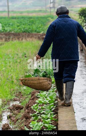 La gente vecchia cinese che raccoglie le verdure nei campi Foto Stock