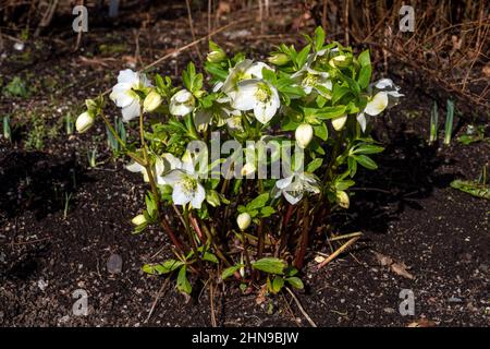 Helleborus niger una pianta di primavera invernale fiorita con un fiore bianco d'inverno comunemente noto come Natale Rosa, foto di scorta Foto Stock