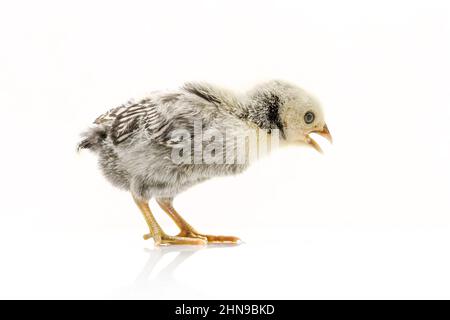 Argento Sebright bantam gallina isolato su bianco. Foto Stock