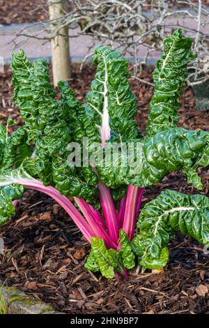 Beta vulgaris subsp cicla var flavescens 'Rhubarb Chard' una coltura alimentare di insalata di verdure con benefici di dieta per la salute, foto di scorta immagine Foto Stock