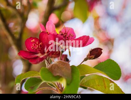 Un gruppo di fiori di mela di granchio rosa scuro. Sfondo bokeh. Foto Stock