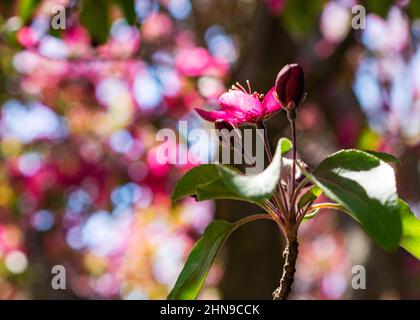 Un unico grappolo di granchio fiorisce contro il baldacchino bokeh. Foto Stock