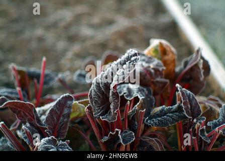 foglie di barbabietola ricoperte di gelo al mattino, in autunno Foto Stock