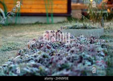 foglie di fragola ricoperte di gelo, autunno Foto Stock