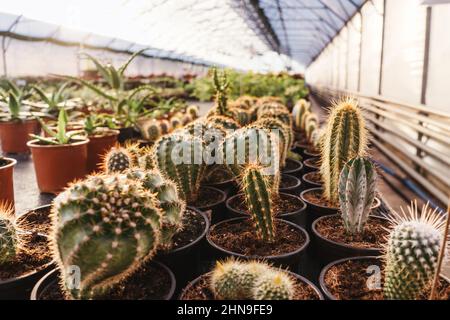 Cactus in pentole, vista frontale. Gruppo di cactus diversi in serra. Foto Stock