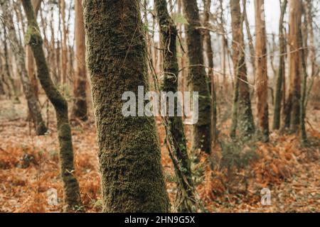 Dettaglio di alcuni alberi ricoperti di muschio su un'antica foresta in Galizia Foto Stock
