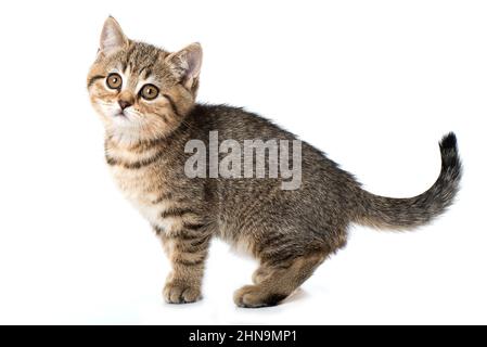 Carino gattino tabby isolato su bianco Foto Stock