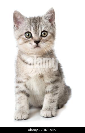 Carino gattino britannico shorthair isolato su bianco Foto Stock