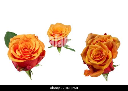 Rosa arancione isolato su sfondo bianco. Vista dall'alto. Foto Stock