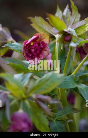 Lenten hellebore o Natale rosa doppio Dark Red fiori in primavera. Hellebores semi fiori doppi ai bordi di un sentiero nel giardino. Foto Stock
