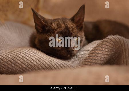 Un'accogliente notte di sonno. Accogliente gatto dormiente su coperta calda. Foto Stock