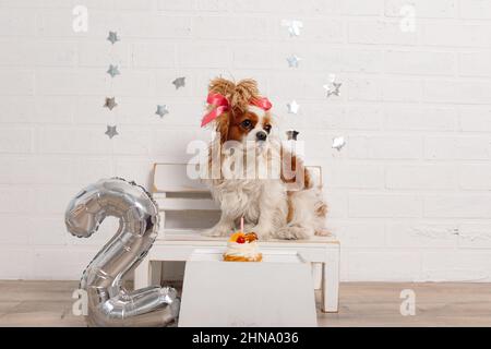 Bella ragazza Cavalier re Charles spaniel con pelliccia di lusso e arco rosa sulla sua testa si pone cocetticamente per il suo compleanno seduta sul panchina vicino Foto Stock
