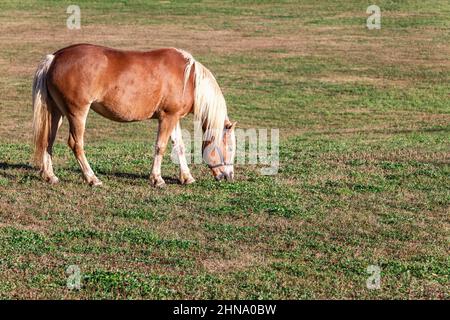 Giovane razza di cavalli Haflinger (Avelignese) si sgrana nel prato dell'altopiano dell'Alpe di Siusi Foto Stock