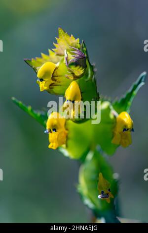 Rhinanthus glacialis fiore che cresce in prato, macro Foto Stock