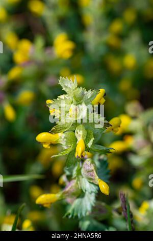 Rhinanthus glacialis fiore che cresce in prato, primo piano Foto Stock