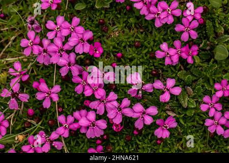 Saponaria ocimoides fiore che cresce in montagna Foto Stock