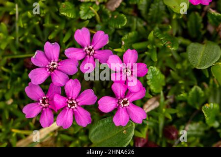 Saponaria ocimoides fiore in montagna, da vicino Foto Stock