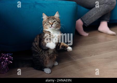 Giovane bel gatto a righe, gattino con petto bianco e zampe sedute sulle gambe posteriori vicino al divano blu. Concetto di PET. Foto Stock