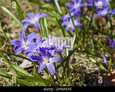 Fiori di Gloria-della-neve blu che crescono all'aperto in primavera. Foto Stock