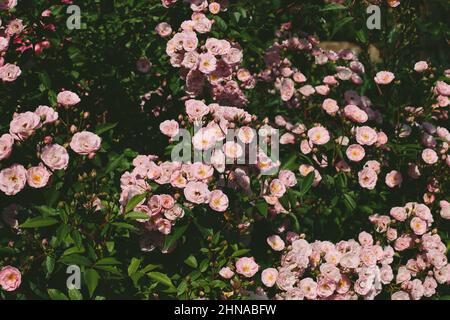 Sfondo con primo piano di rose muschio inglese, fiori in fiore Foto Stock