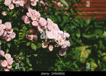 Sfondo con primo piano di rose muschio inglese, fiori in fiore Foto Stock