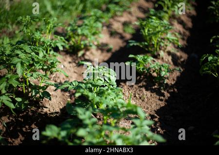 La patata cresce nel letto del giardino. Foto Stock