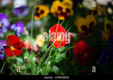 Fiori da giardino di diversi colori. Foto Stock