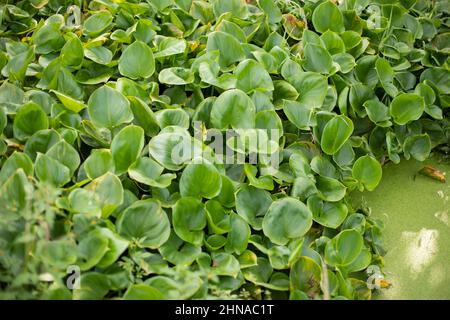 Palude pianta. I gigli crescono densamente. Laghetto ipercresciuto. Foto Stock